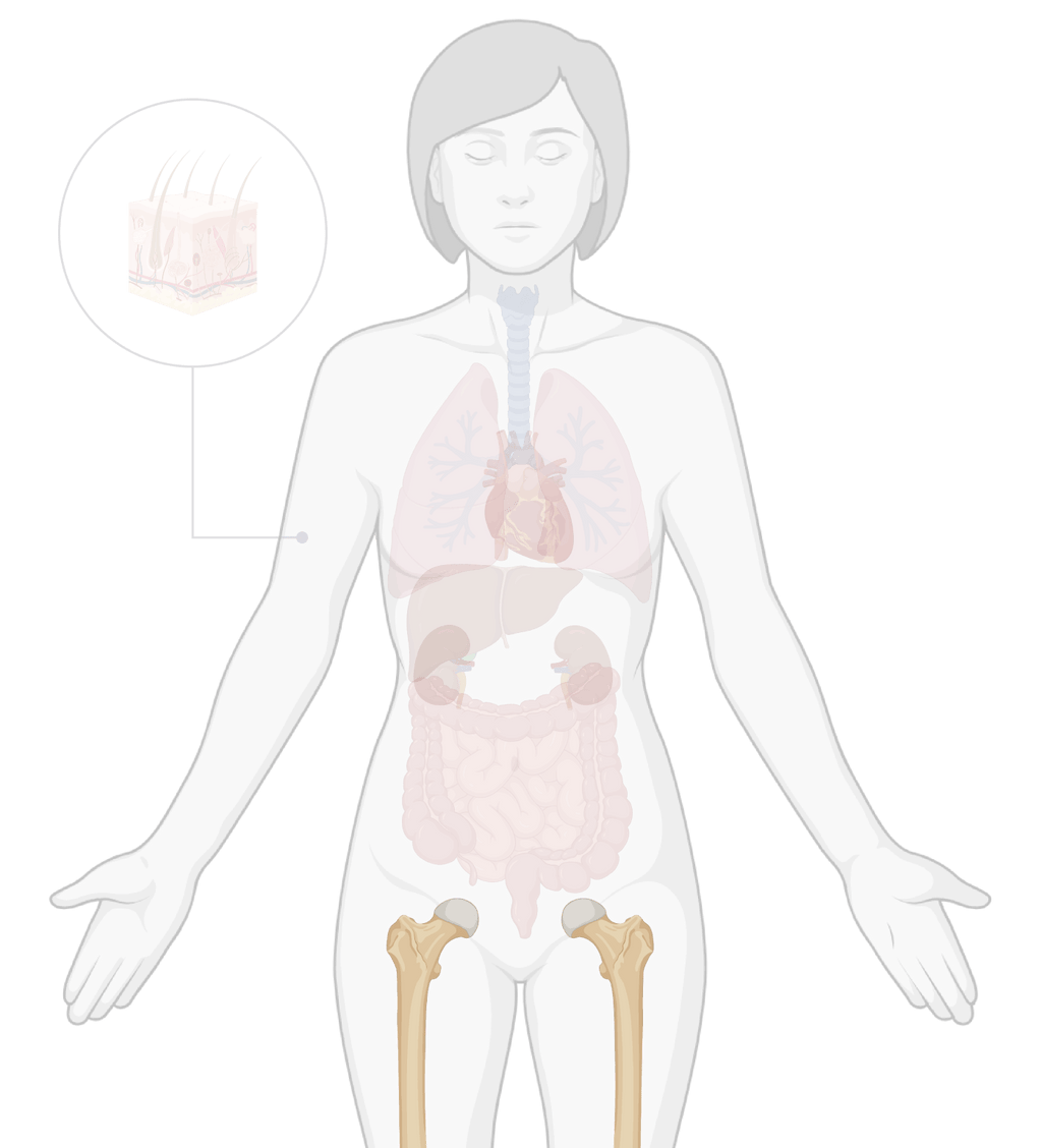 TissueSpec® Bone dECM Kits