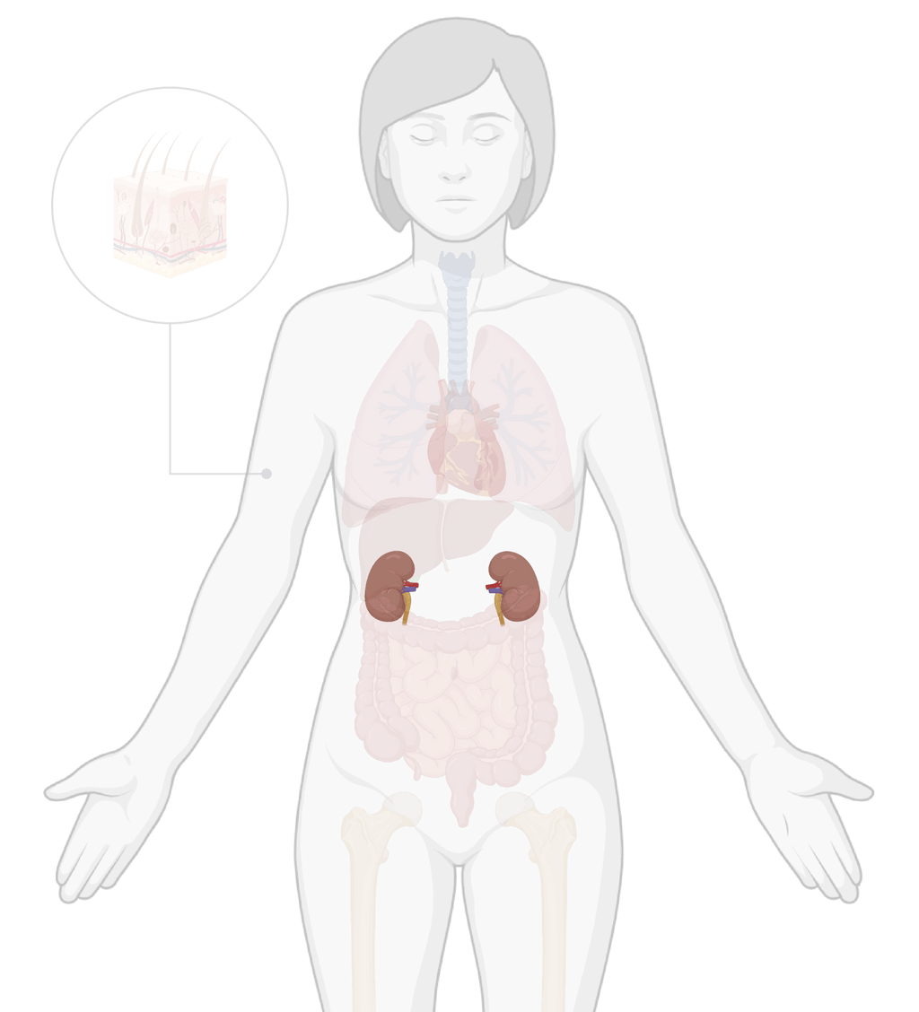 TissueSpec® Kidney dECM Kits