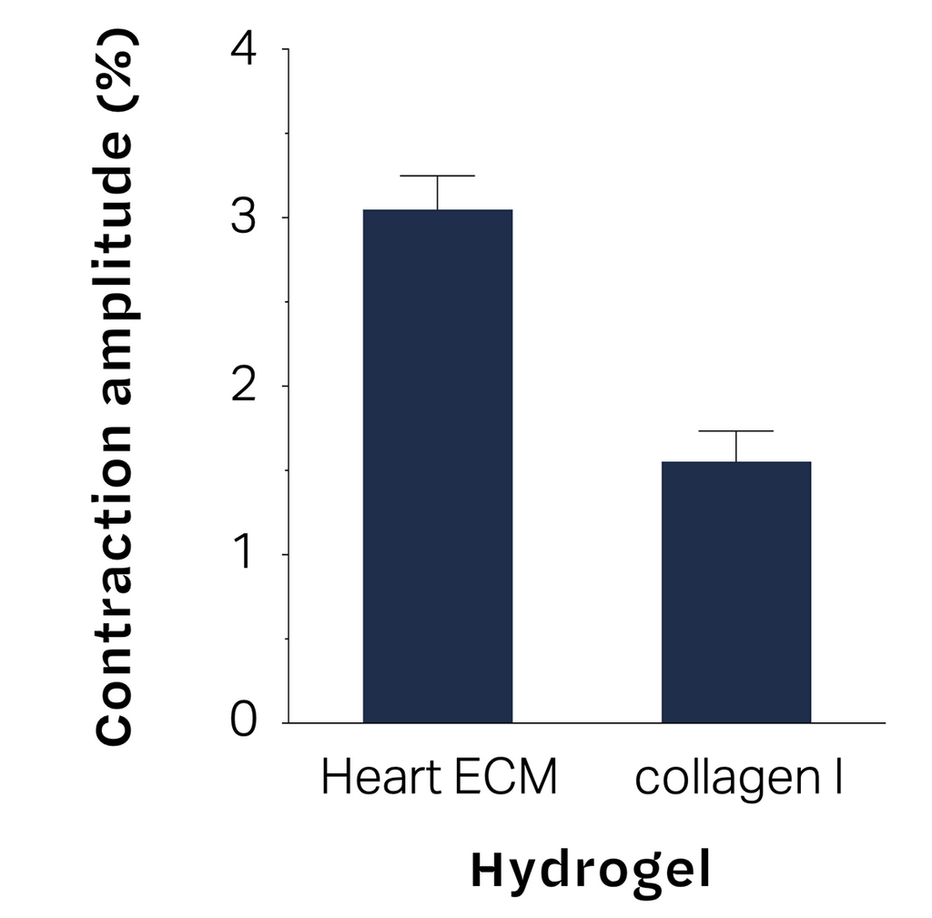 TissueSpec® Heart dECM Hydrogel Kit: Cardiomyocytes function.