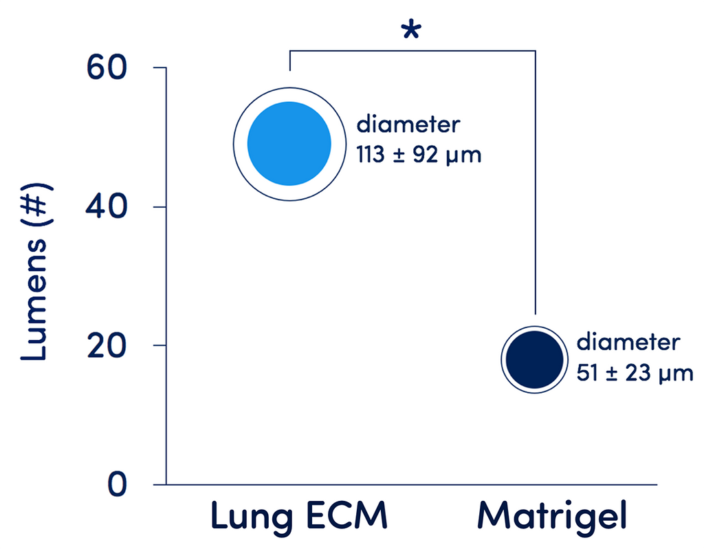 TissueSpec® Lung dECM Hydrogel Kit: Structural organization of primary normal human bronchial epithelial cells.