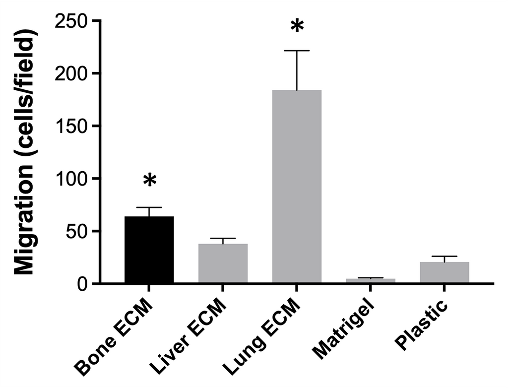 TissueSpec® Multi-Organ Metastasis dECM Hydrogel Kit: Migration assay of BT-549 breast cancer cells.