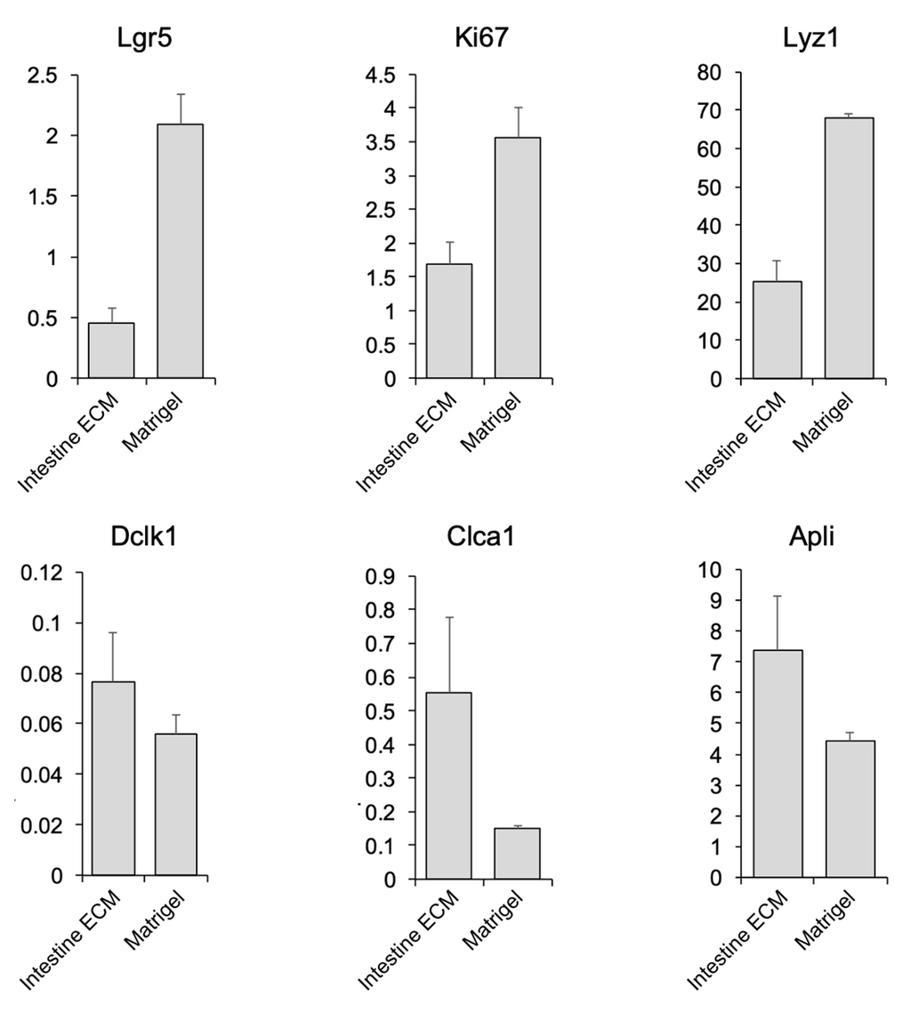 TissueSpec® Intestine dECM Hydrogel: gene expression analysis of mouse intestinal organoids.