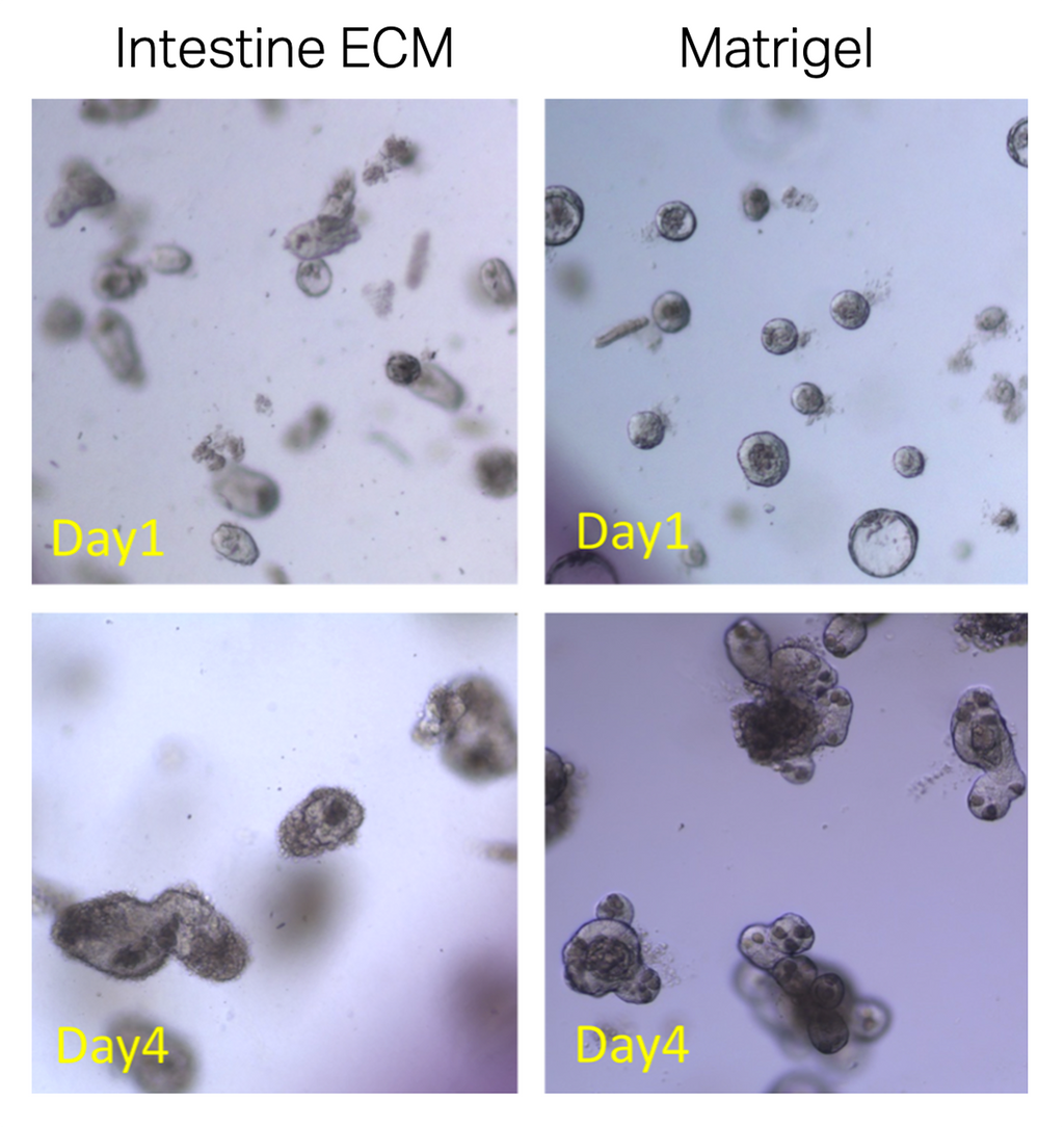 TissueSpec® Intestine dECM Hydrogel Kit: mouse intestinal organoids.