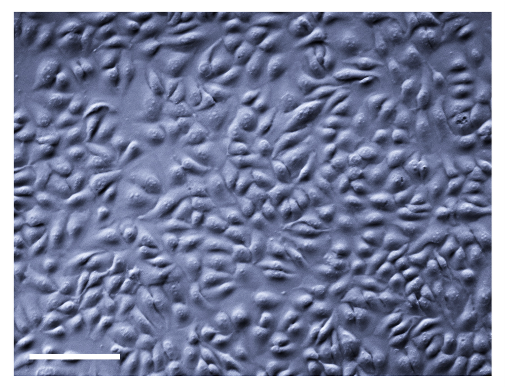 TissueSpec® Kidney dECM Coating Kit: Cobblestone morphology.