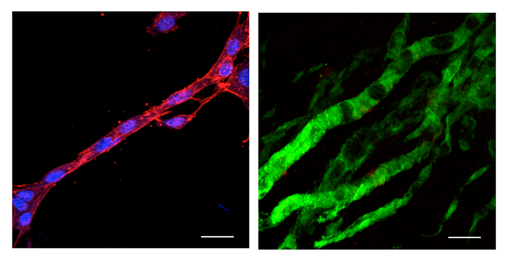 TissueSpec® Kidney dECM Hydrogel Kit: Growth of kidney stem cells.