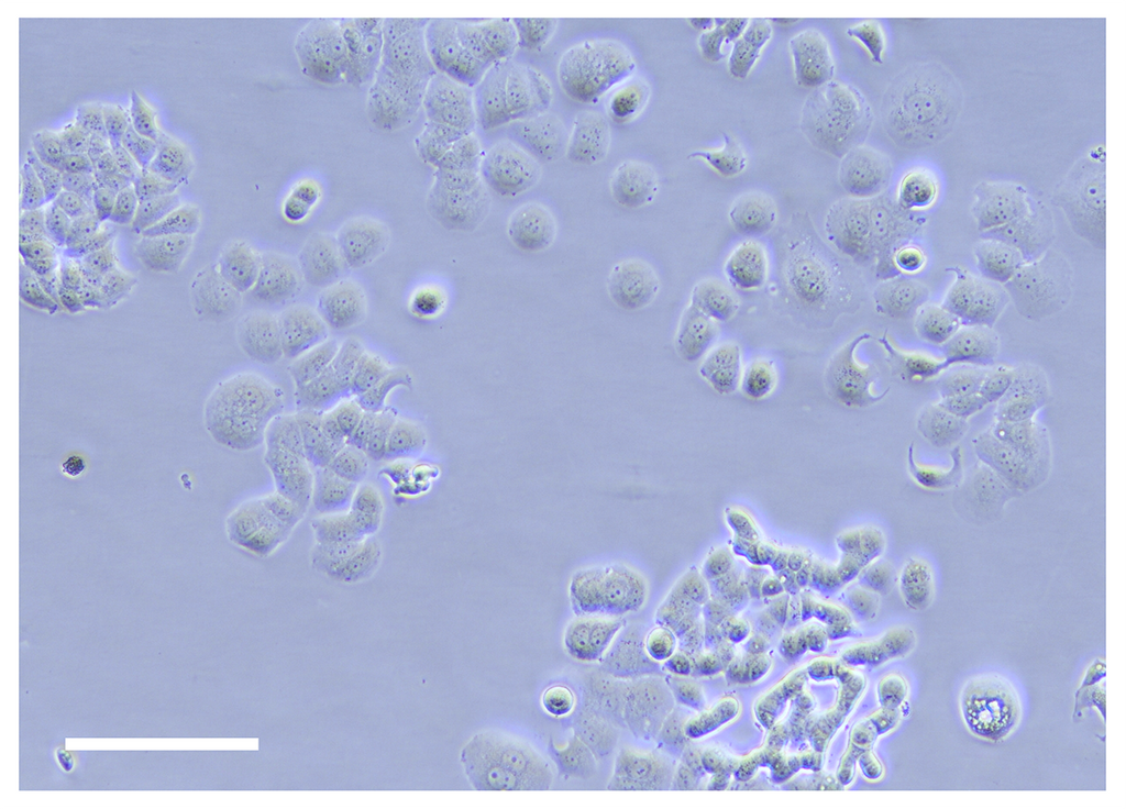 TissueSpec® Liver dECM Coating Kit: Morphology of breast cancer cells (T-47D).