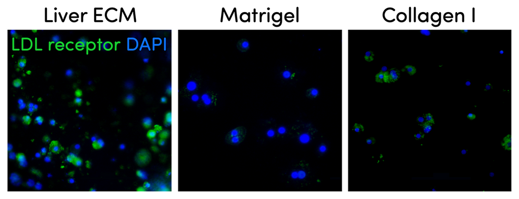 TissueSpec® Liver dECM Hydrogel Kit: Low density lipoprotein (LDL) uptake assay.