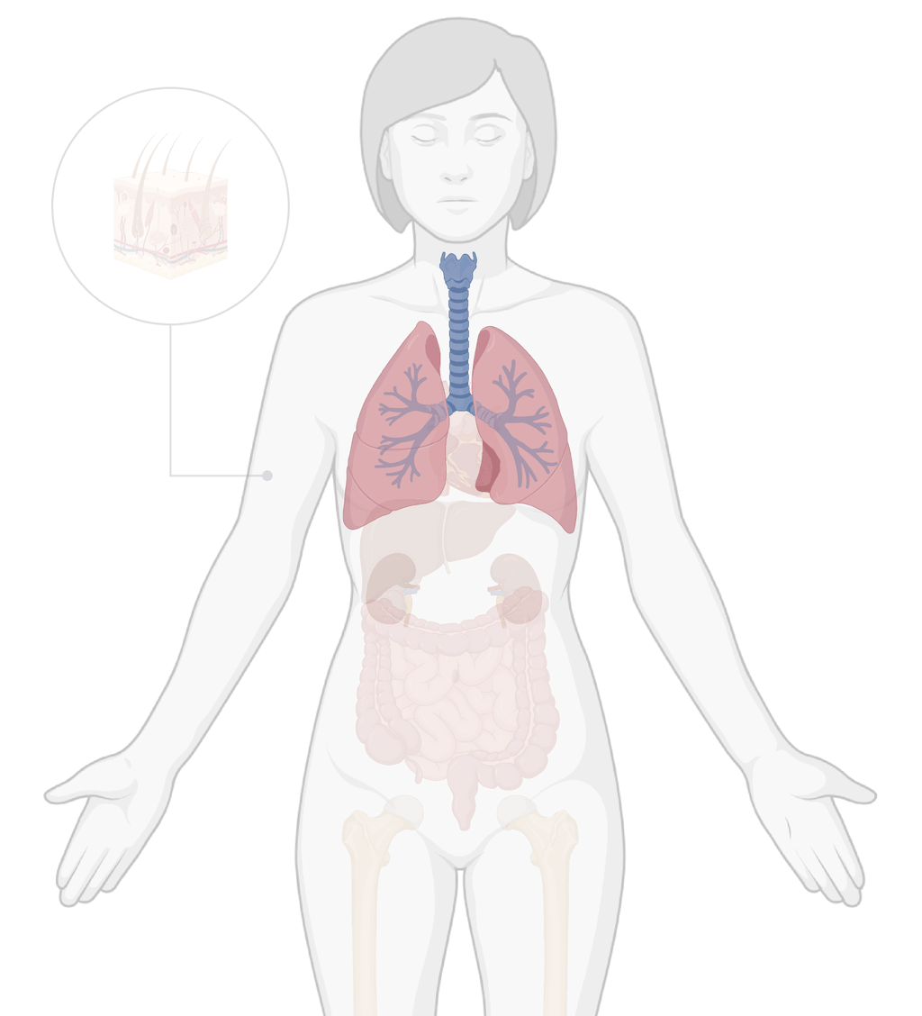 TissueSpec® Lung dECM Kits