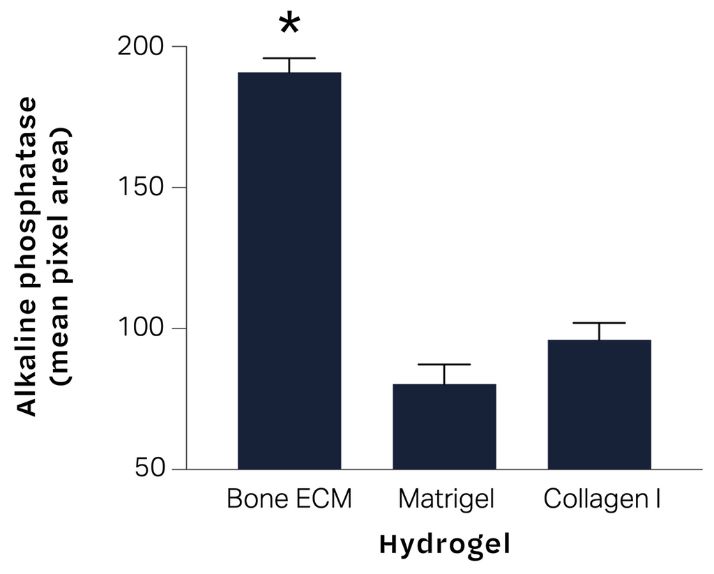 TissueSpec® Bone dECM Hydrogel Kit: Alkaline phosphatase activity of primary human osteoblasts.