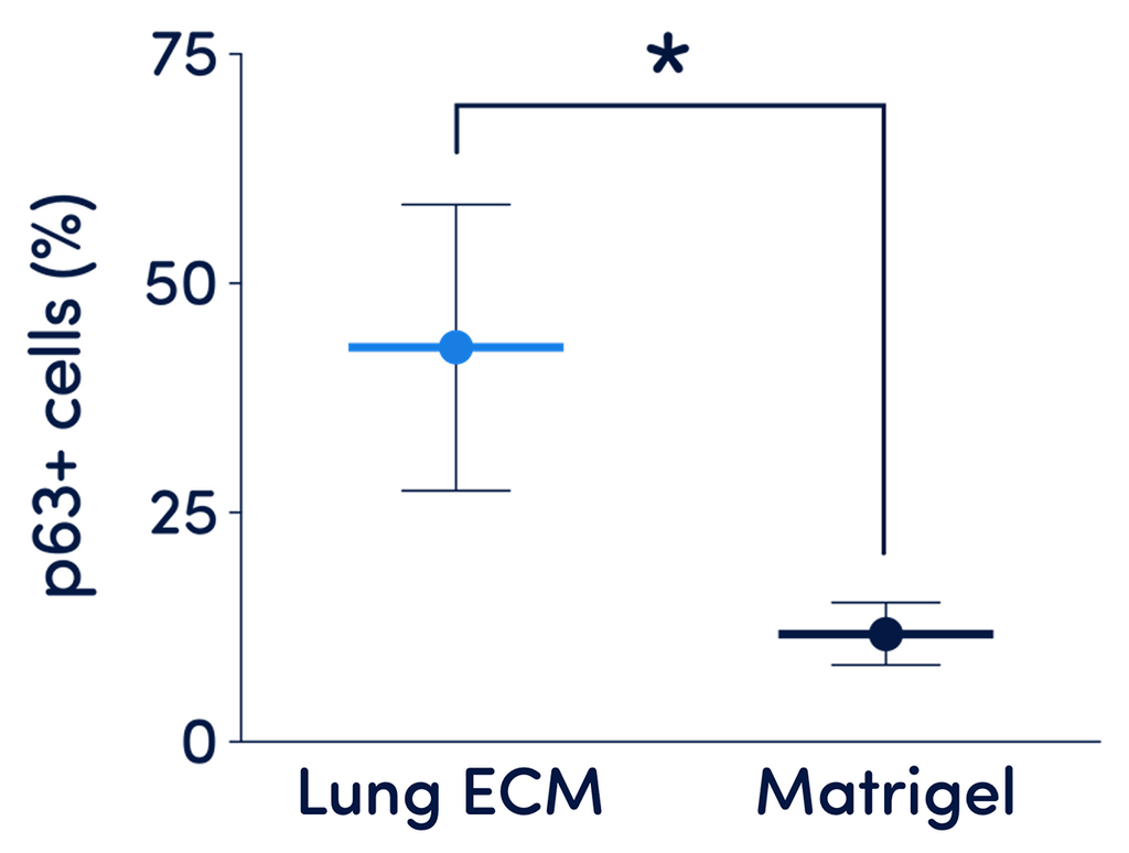 TissueSpec® Lung dECM Hydrogel Kit: Quantification of p63+ cells.