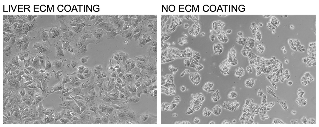 TissueSpec® Liver dECM Coating Kit: Morphology of hepatocellular carcinoma cells.
